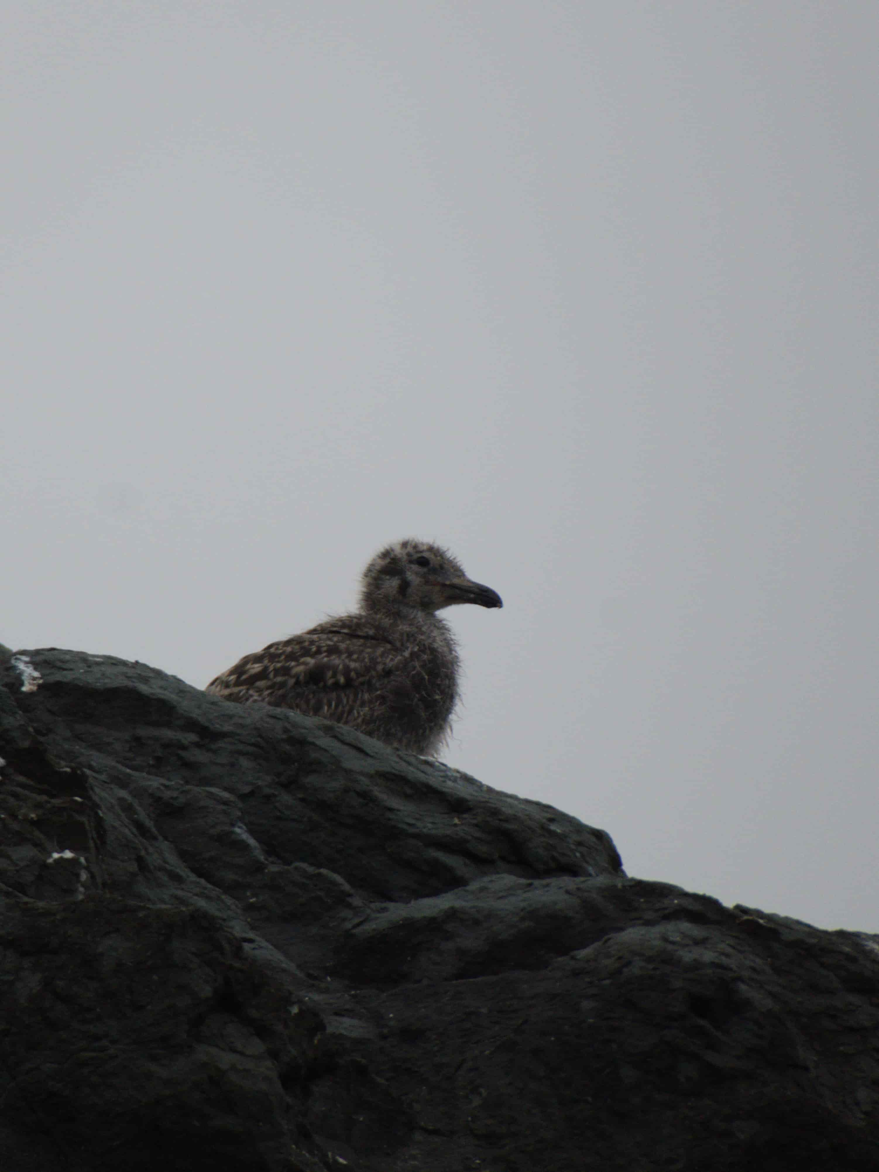 A picture of a bird in cloudy, dark weather.